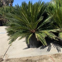🌴 ELEGANT DESERT BEAUTY FOR YOUR LANDSCAPE! 🌿