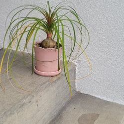 Ponytail Palm  In Norcal Ceramic Pink Pot & saucer Option To Hang With Decorative Rocks AKA  Elephant Foot 🐘 💕 Super Round Foot