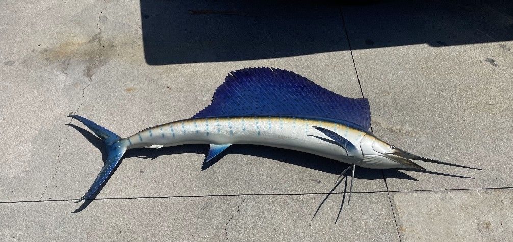 Beautiful Sailfish