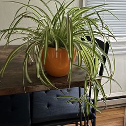 Spider Plant And Pot
