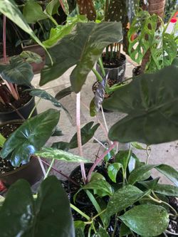 Alocasia MetalHead