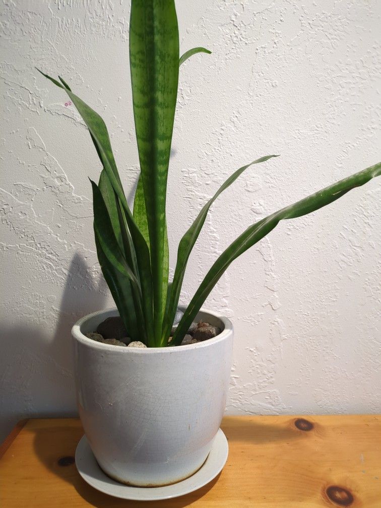 Snake Plant
