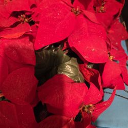 3 Pointetta Plants (Plastic)