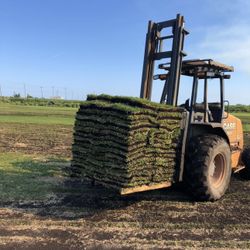 SOD $100 BAHIA , ST AUGUSTINE DELIVERY AND INSTALLATION 