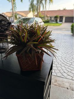 For home and garden, artificial plants