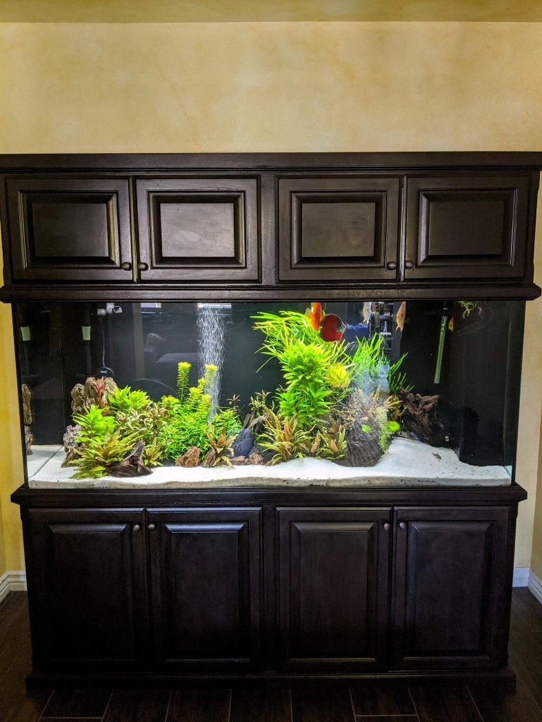 Fish Tank