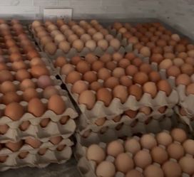 Huevos