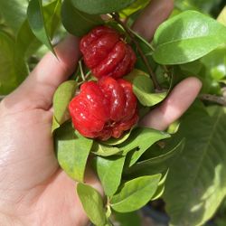Surinam Cherry Plants