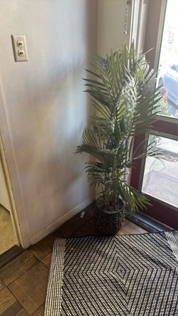 Plant and small front rug