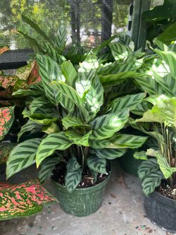 Calathea Freddie in 6” pot. SPECIAL PRICE 🤩