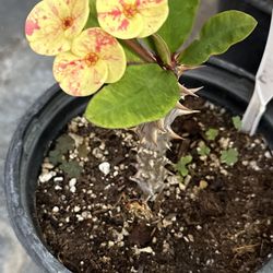 Corona de cristo crown of thorns