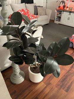 Artificial Rubber Plant in White Pot