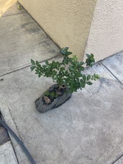 Beautiful plant