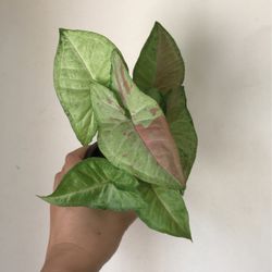 Beautiful Confetti Pink Splash Plant