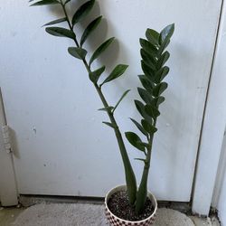 ZZ Plant With Ceramic Pot 