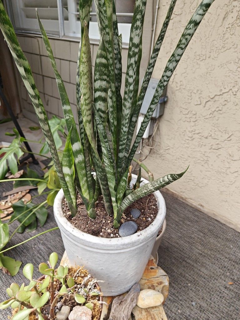 Potted Plants! Succulents,And More!