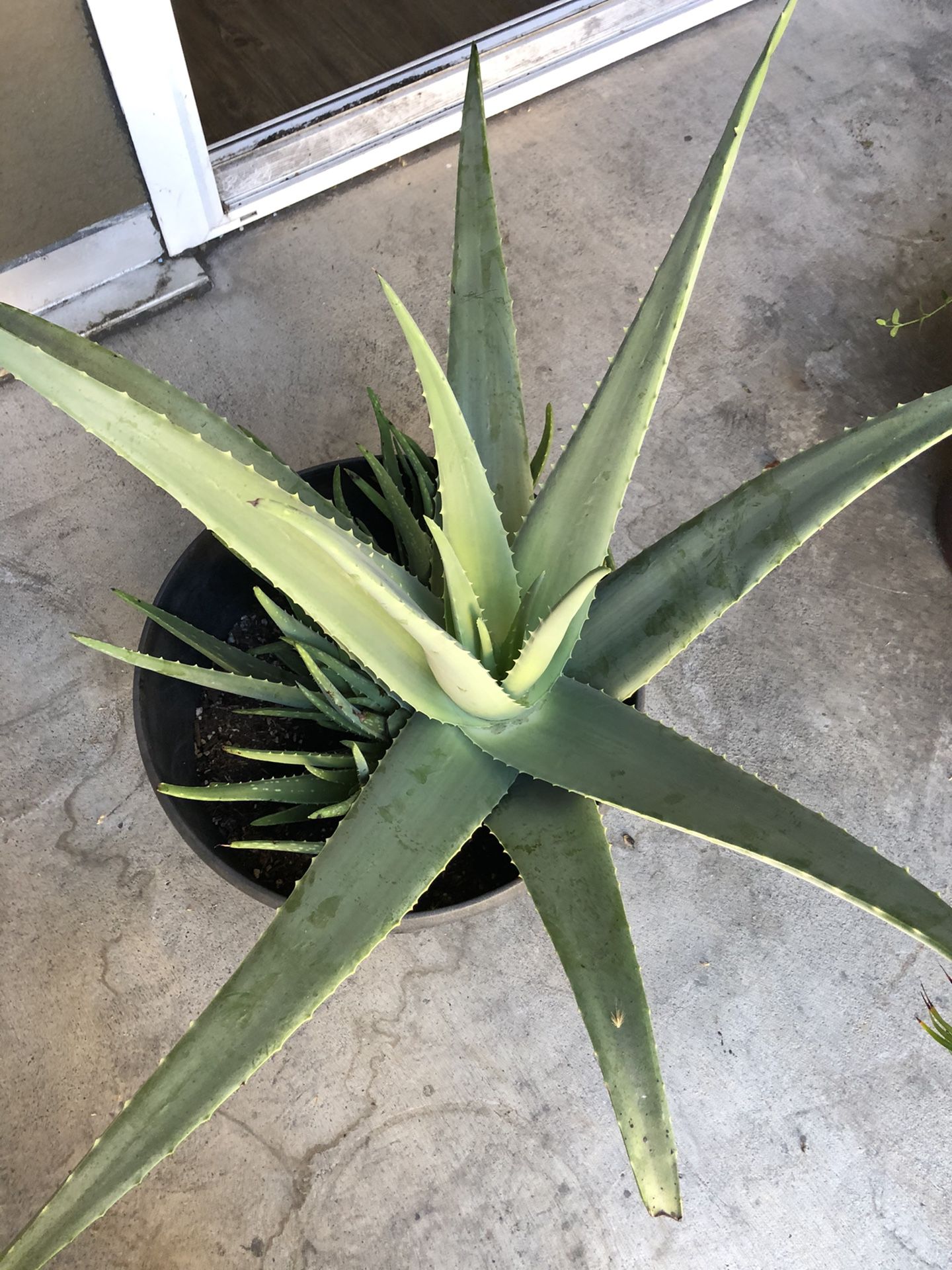 Alovera plant, banana plant, four succulents and more