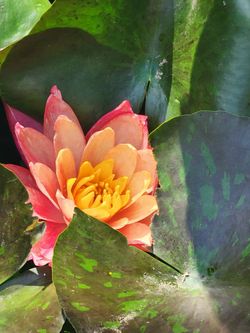Elephant ear pond plants extra large