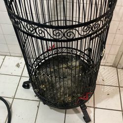 Bird Cage 