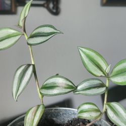 Tradescantia Zebrina - Silver Dust 