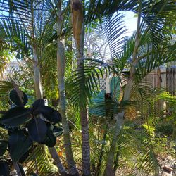 Areca palm Tree ( Fully Grown)