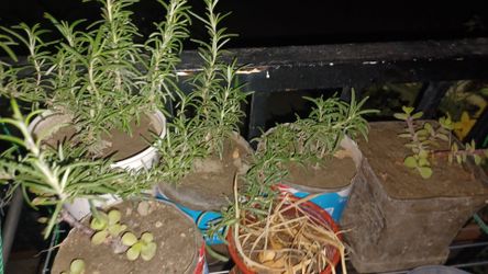 3 small rosemary plants  $2 each