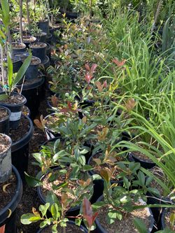 Red Tip Photinia : 5 Gallons