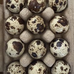 1 Dozen Fertile Coturnix Eggs