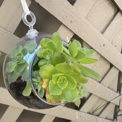 Terrarium With a Succulents 