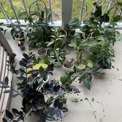 20+ Indoor House Plants 