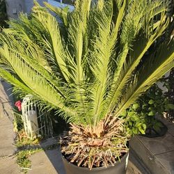 Sago PALM tree In Bucket