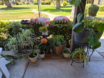 Plants
