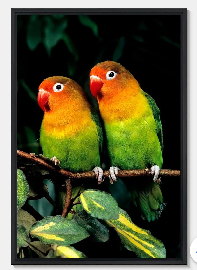 Lovebirds Picture Frames
