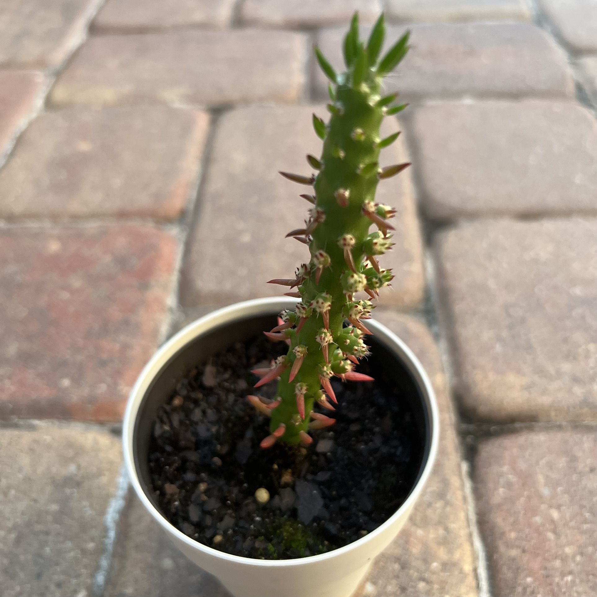 Succulent Plant 🪴