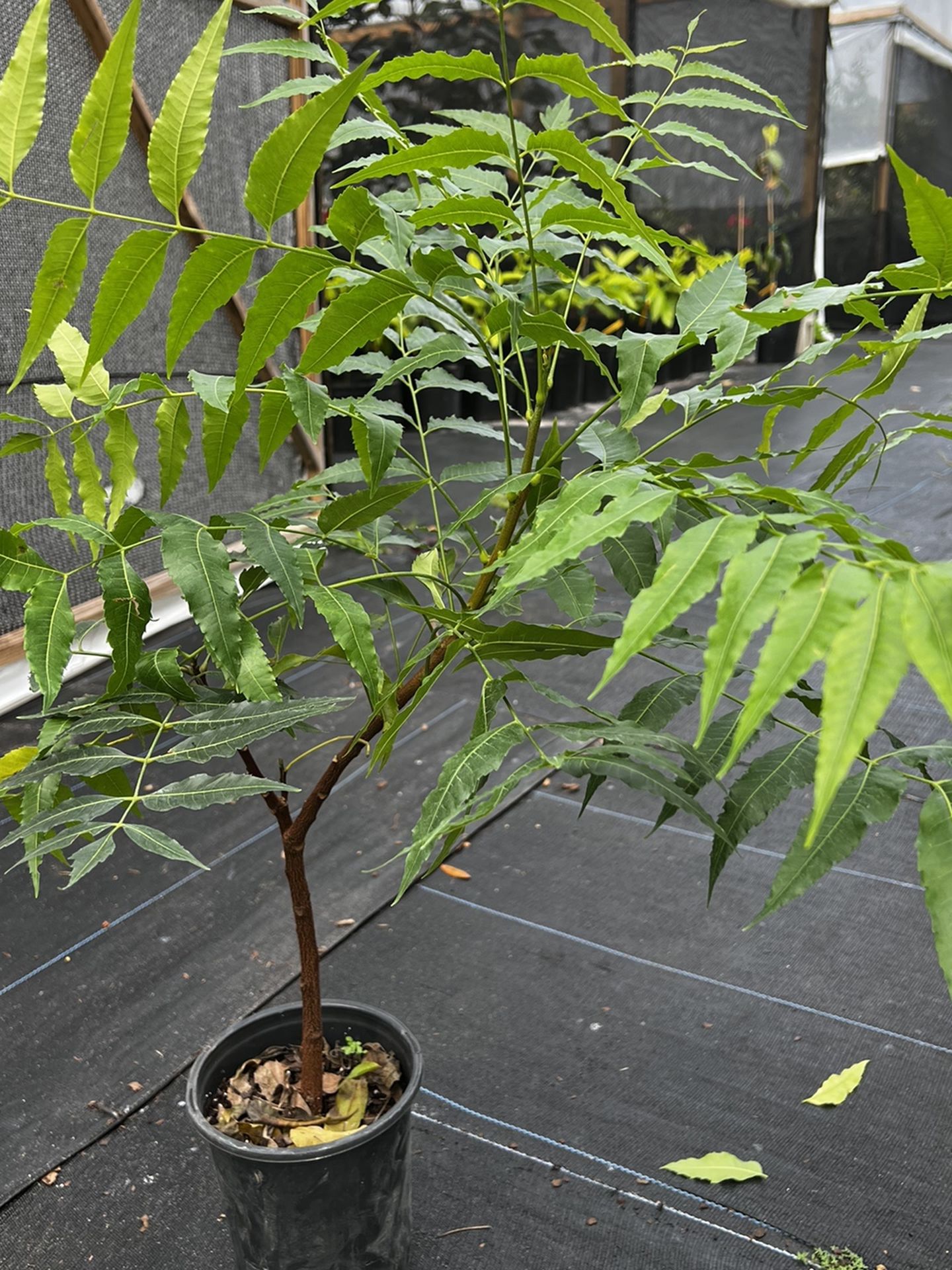 Neem Plant