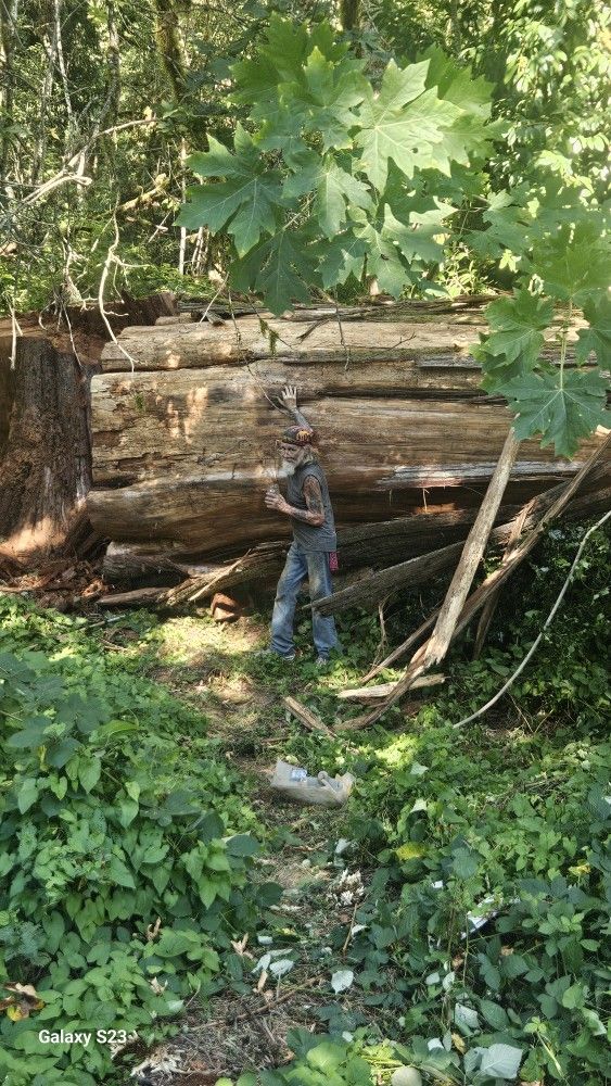 Cedar Logs