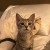 teyonie