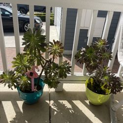 Green Tall Plant