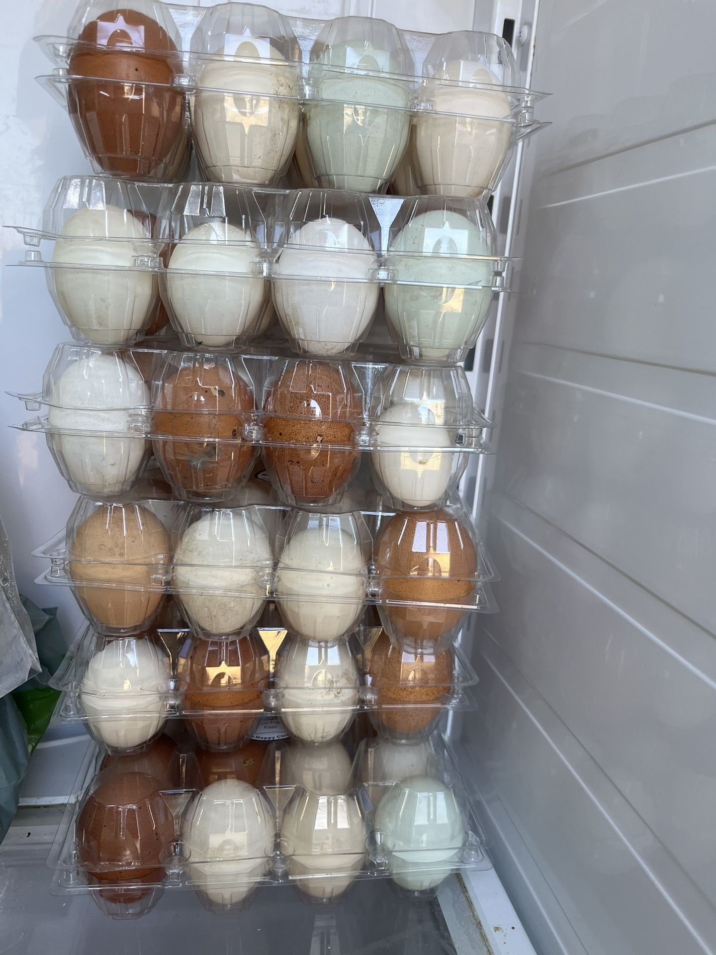 Nutritious Fresh Eggs / Huevos De Gallina