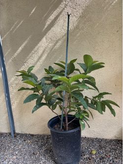 White Guava Big Fruit 5 gallon