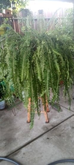 planta de elecho muy grande en bote de 15 galones