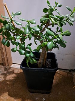 Jade Plant , Planta De jade