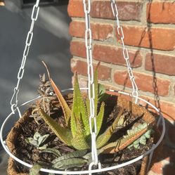 hanging Planters With Succulents