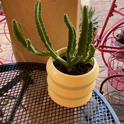 Staple Lis Gigantea Plant With Ceramic Pot 