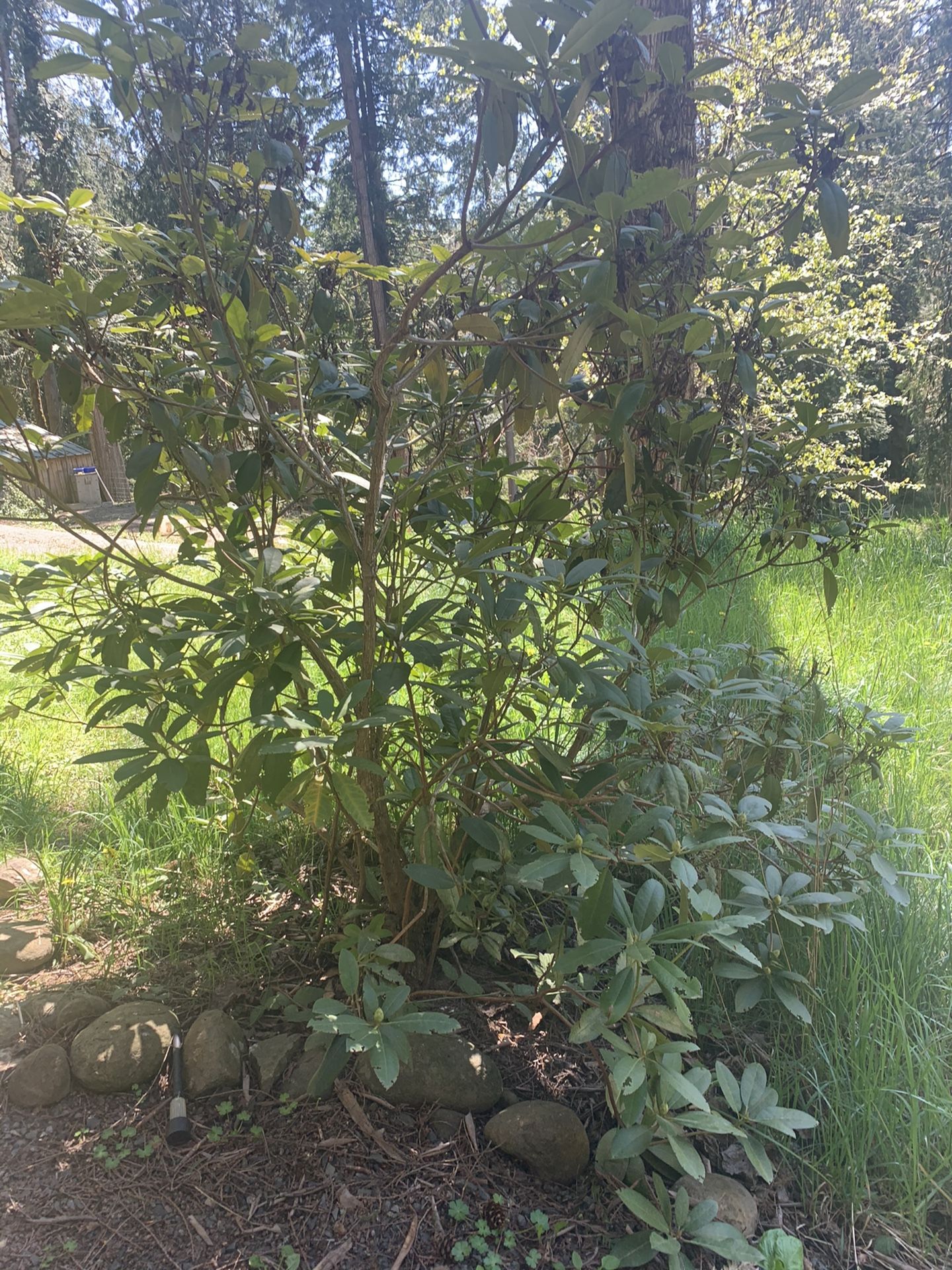Free rhododendrons if you remove