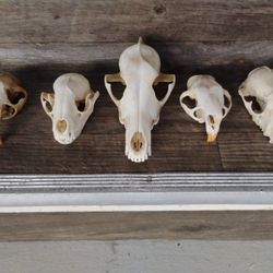 Oddities