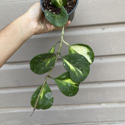 4” Variegated Hoya Obovata