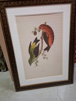 Framed Crossbill Bird Botanical Print