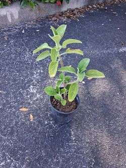 Cuban Oregano/ Mexican Mint