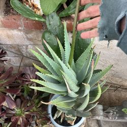 Plants ALOE great For Hummingbirds 